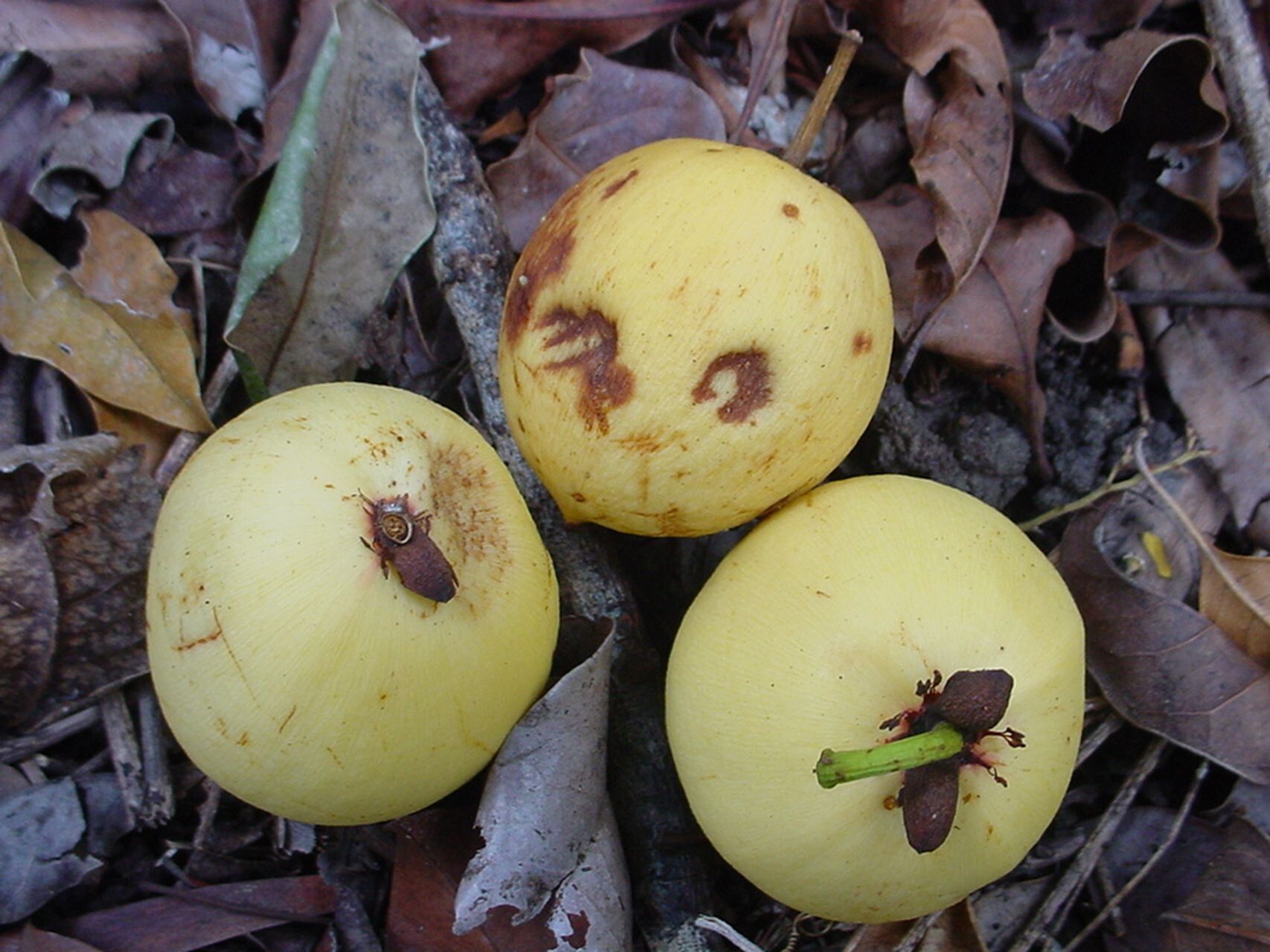 Mammea neurophylla — search result for 'Mammea'