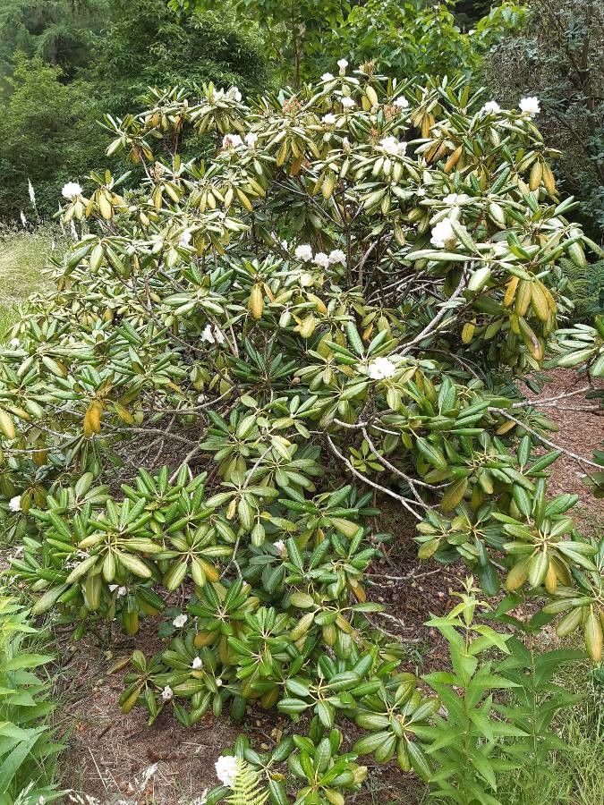 Rhododendron fauriei habit