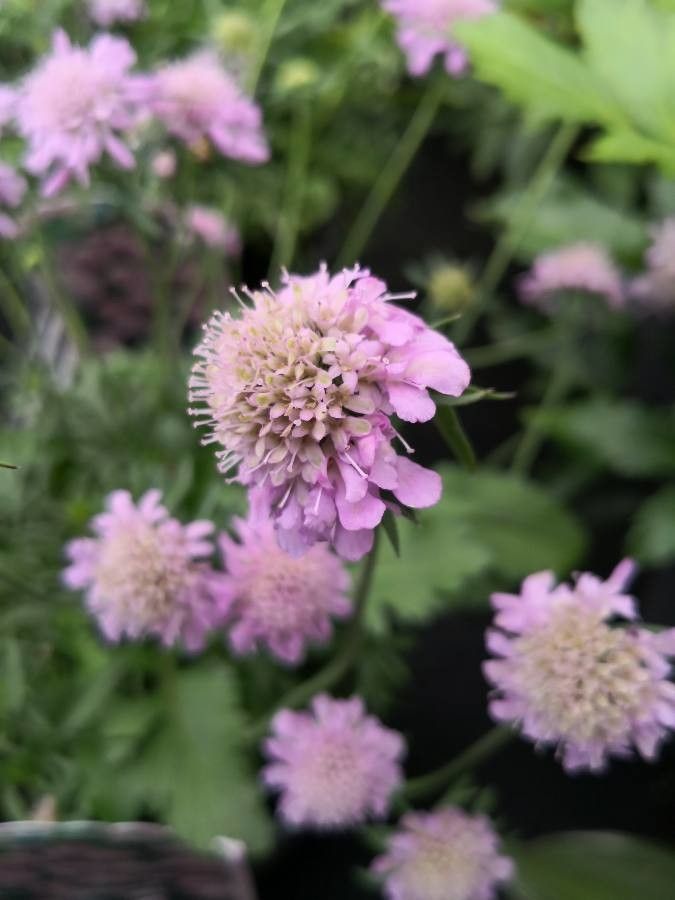 Scabiosa japonica flower