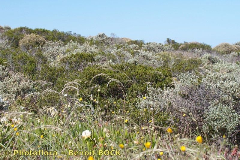 Arrhenatherum album habit