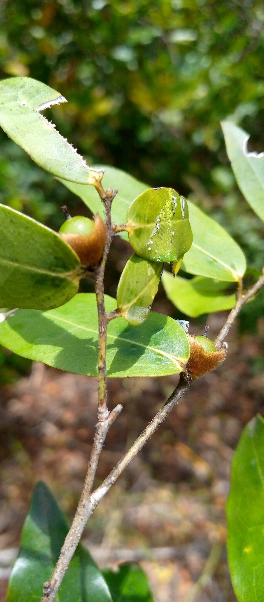 Diospyros lanceolata fruit