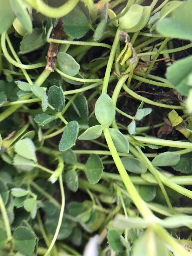 Linaria reflexa leaf