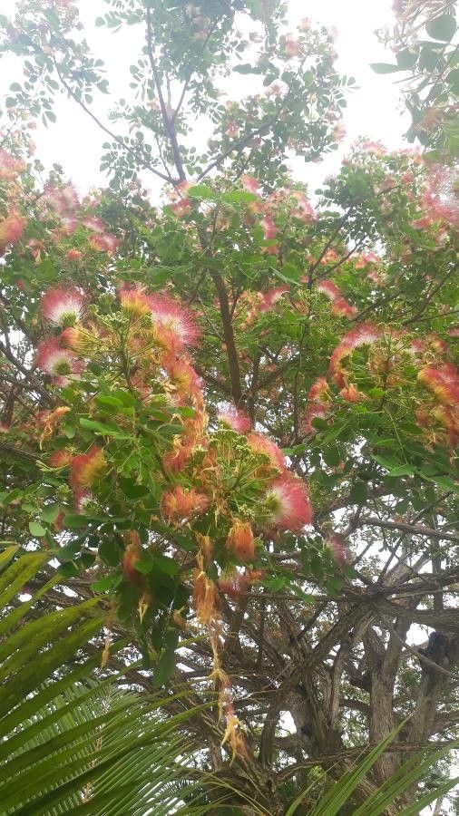 Samanea tubulosa flower