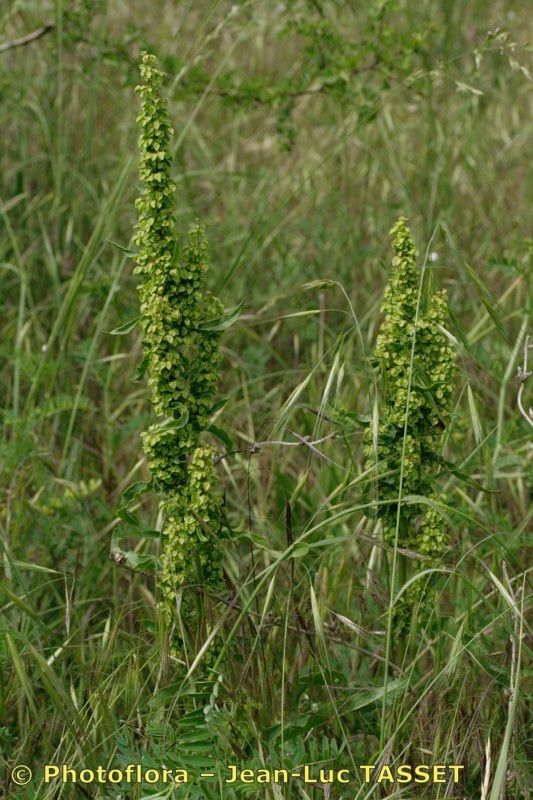 Rumex × dimidiatus habit