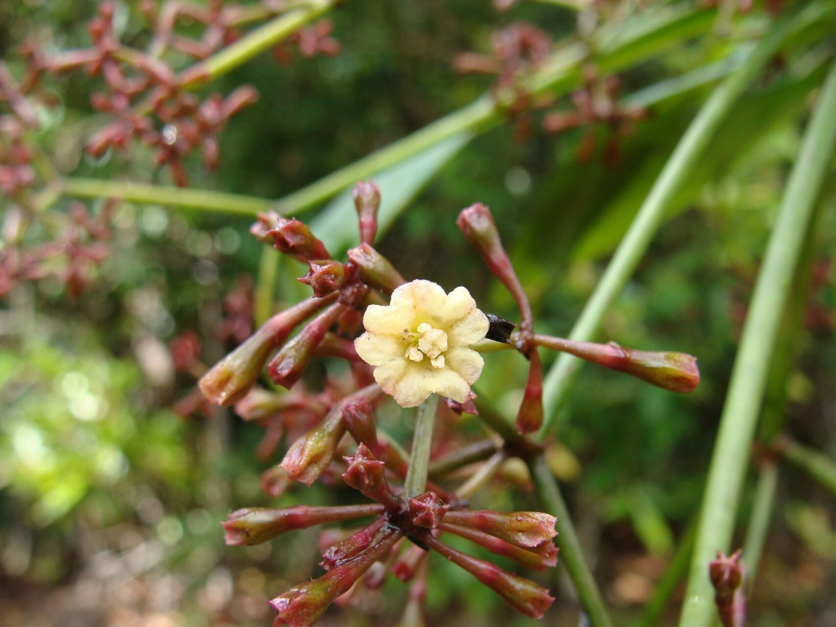 Ceodes gigantocarpa — related species from the same genus
