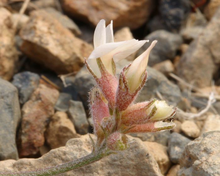Astragalus monoensis — houseplant care guide
