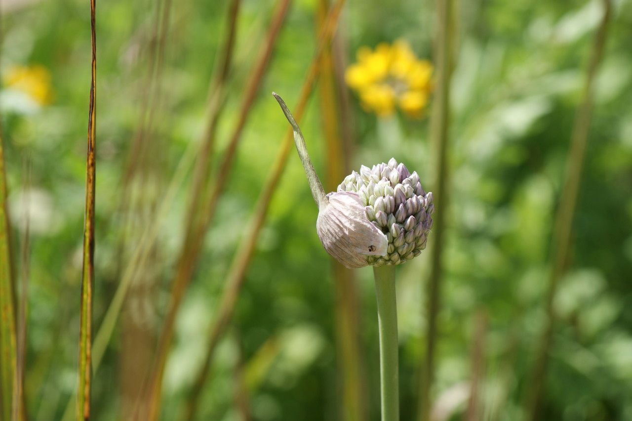 Allium commutatum flower
