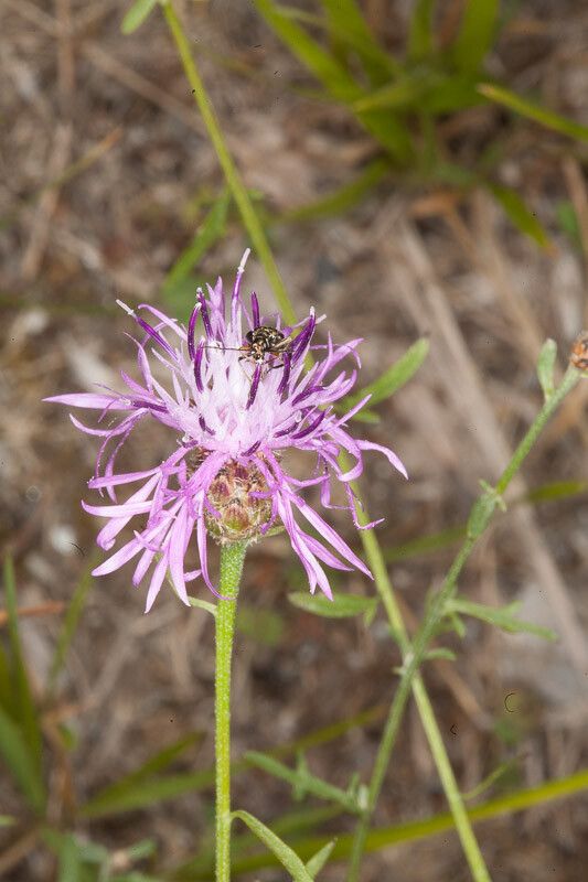 Centaurea arrigonii flower