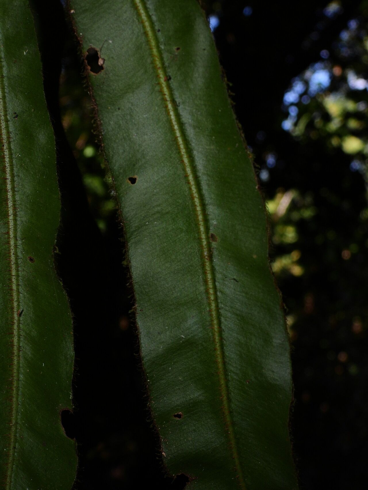 Elaphoglossum raywaense leaf