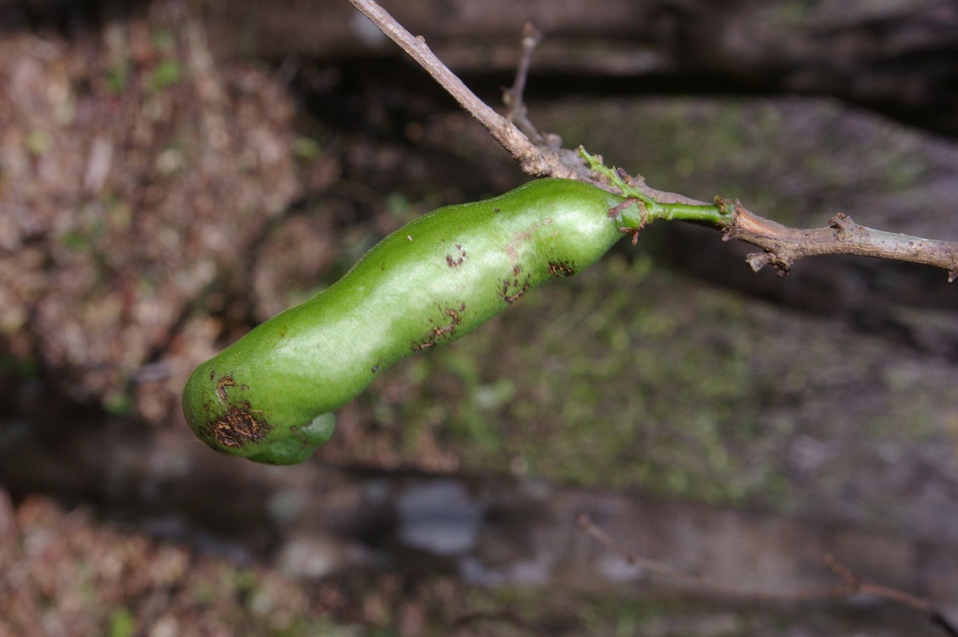 Pithecellobium bipinnatum fruit