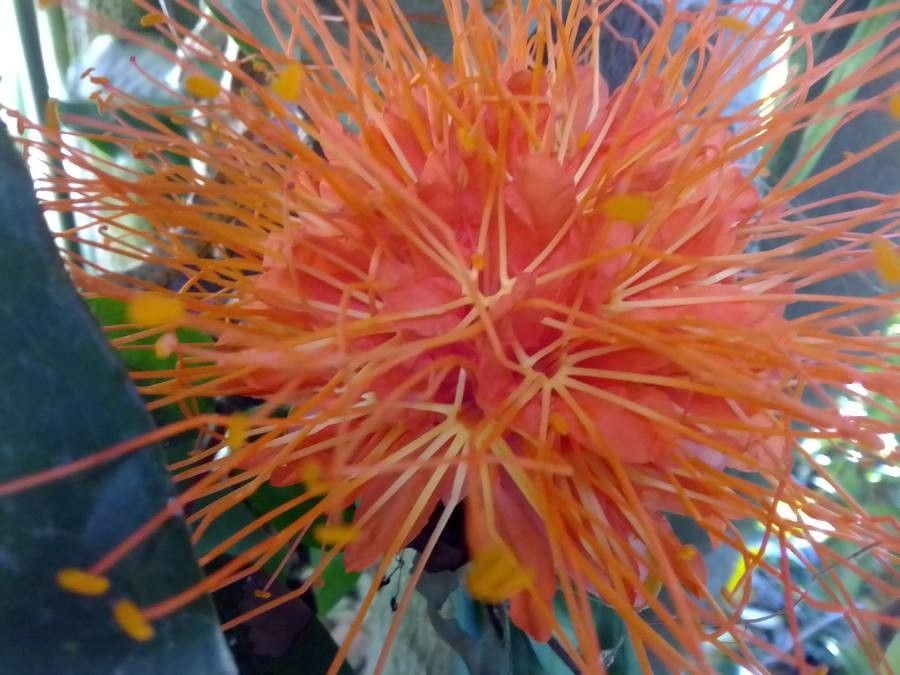 Brownea macrophylla — related species from the same genus