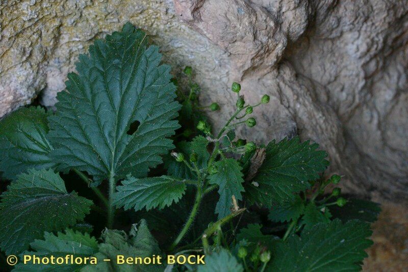 Scrophularia pyrenaica leaf
