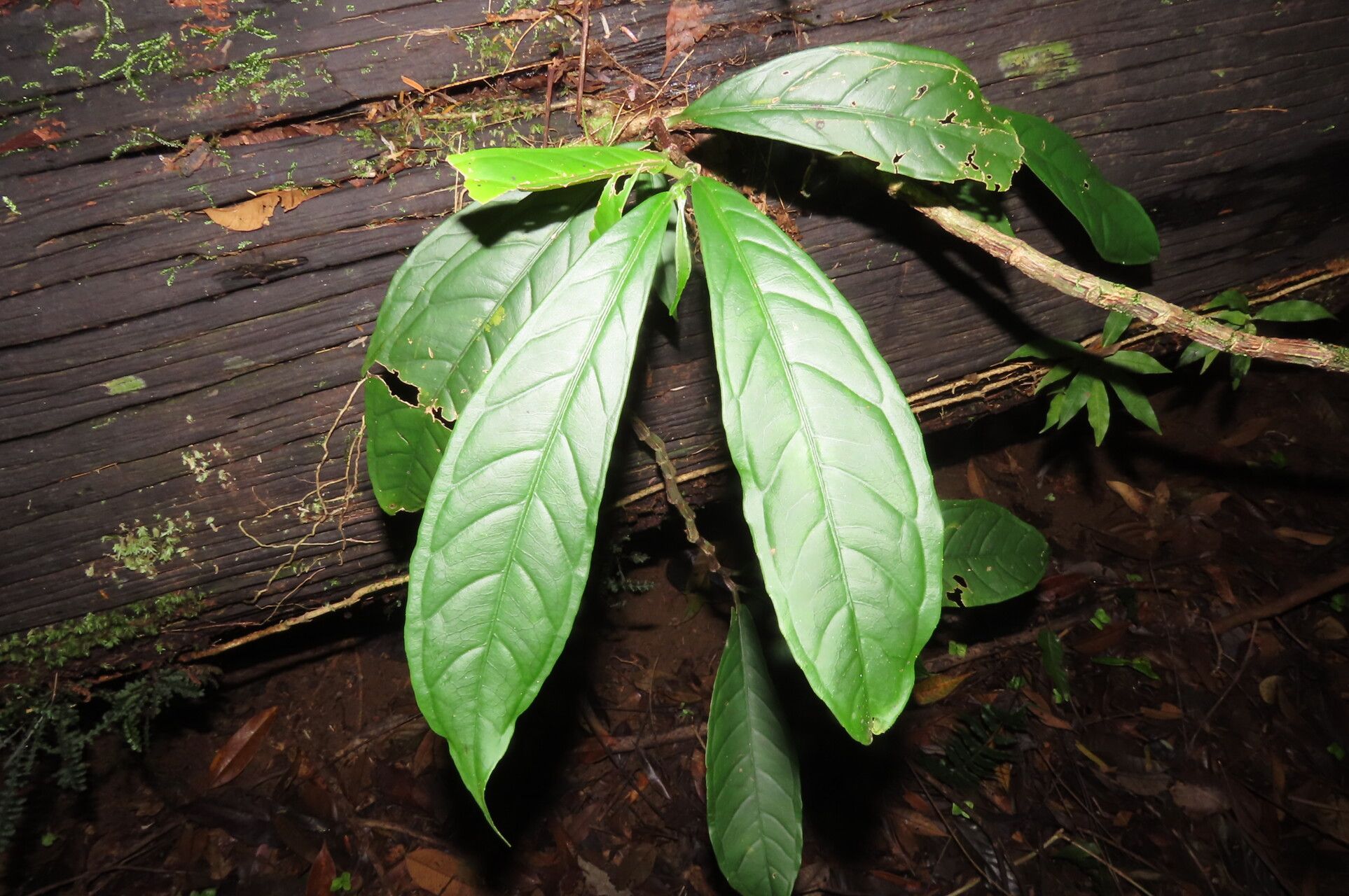 Drymonia submarginalis — houseplant care guide