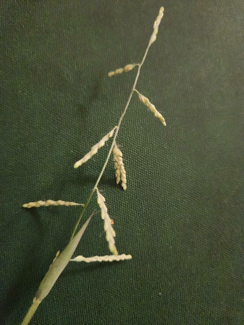 Urochloa leersioides flower