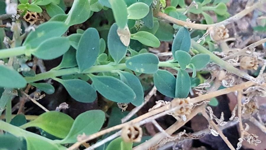 Antirrhinum charidemi