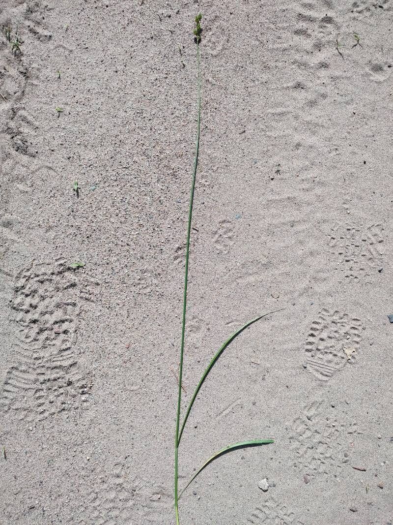 Carex tetrastachya — houseplant care guide