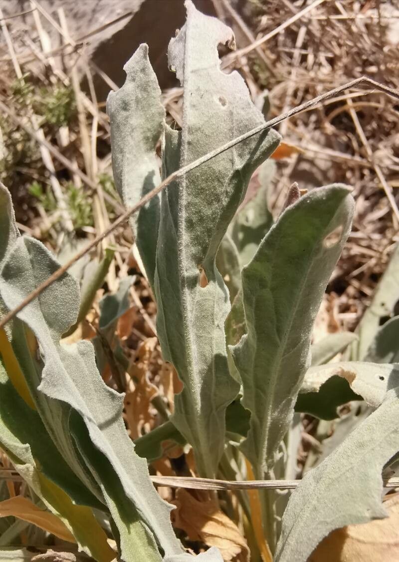 Aurinia sinuata leaf