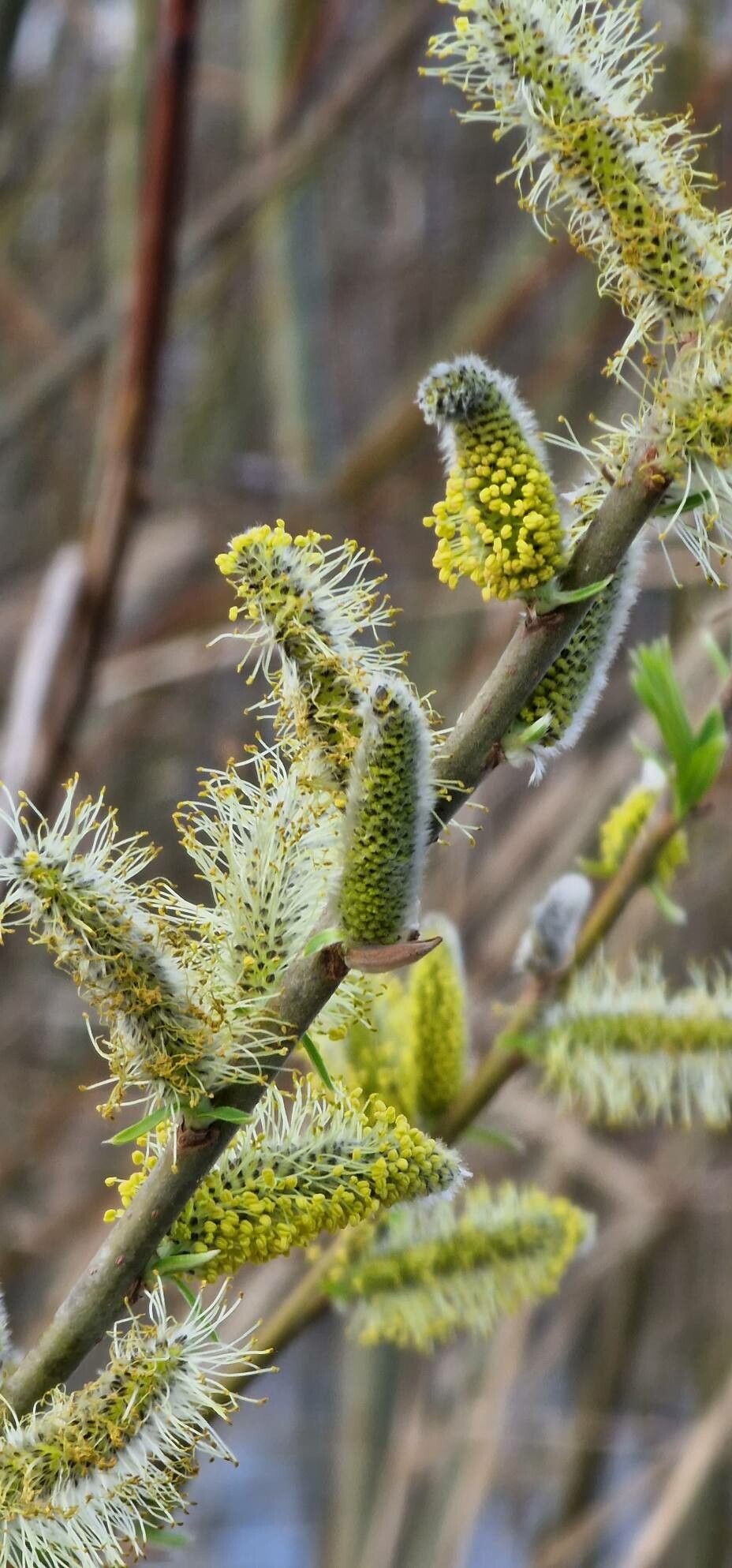 Salix x smithiana flower