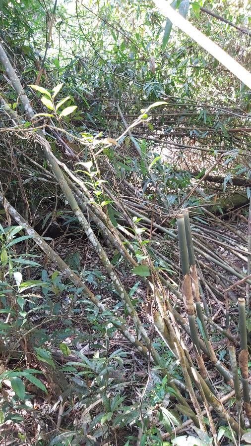 Dinochloa scandens — houseplant care guide