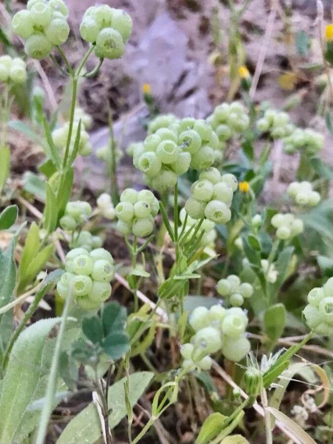 Valerianella vesicaria fruit