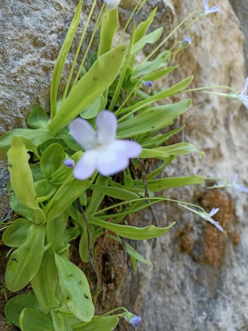 Pinguicula vallisneriifolia leaf