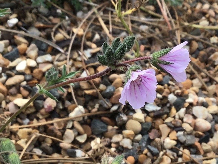 Erodium sibthorpianum flower