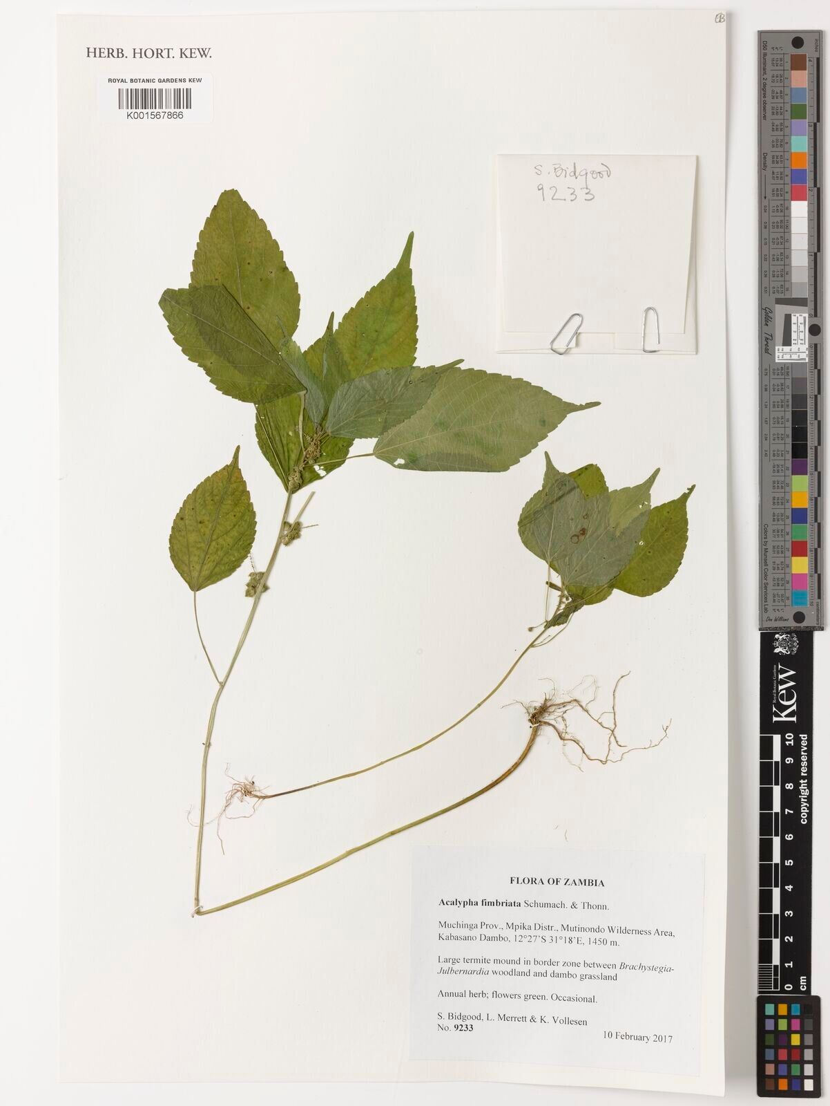 Acalypha fimbriata — houseplant care guide