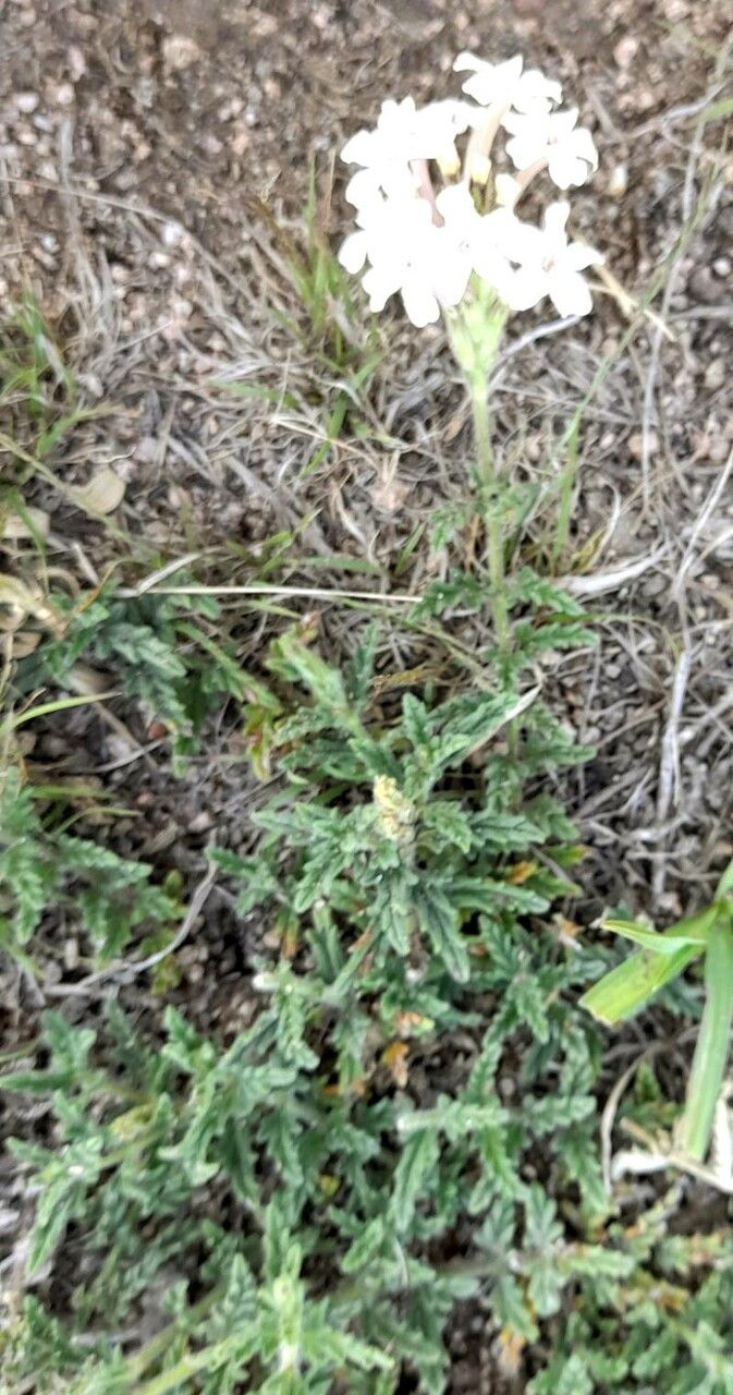 Glandularia platensis habit