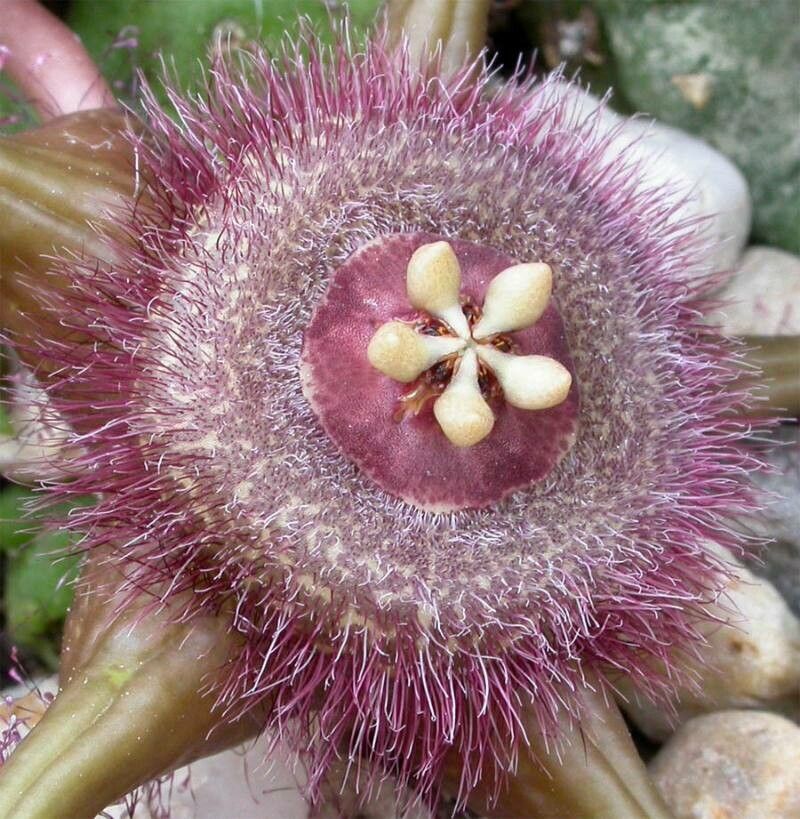 Duvalia corderoyi — related species from the same genus