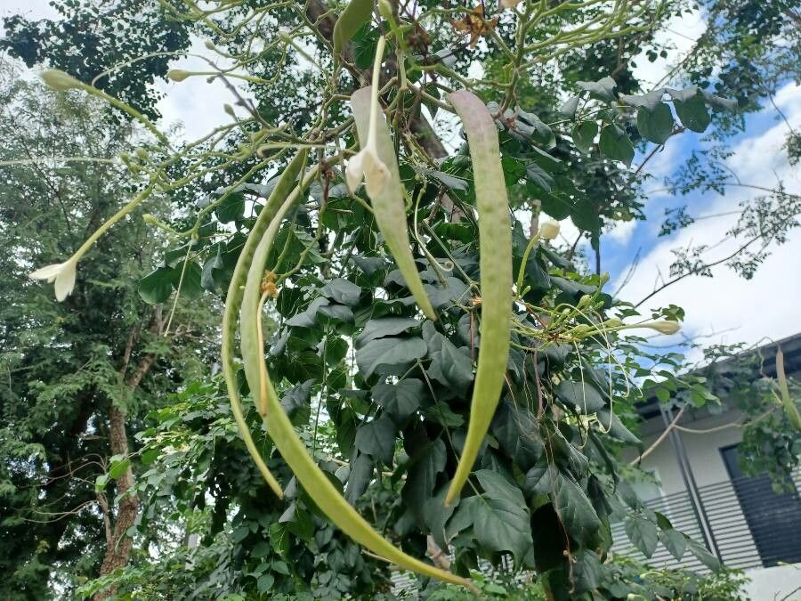 Millingtonia hortensis fruit