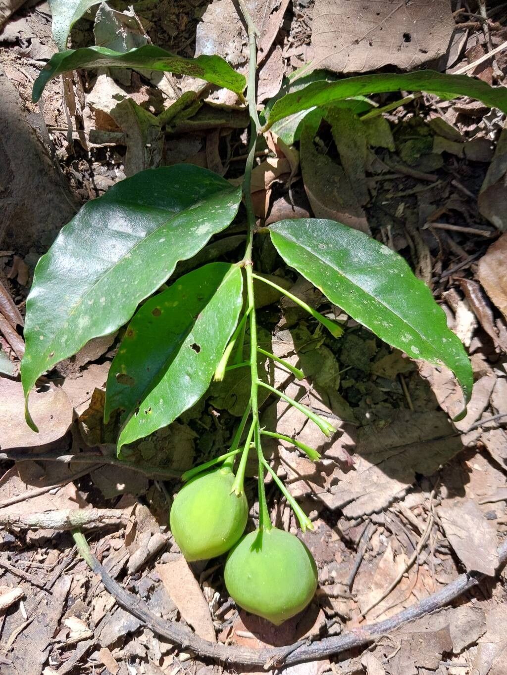 Noronhia ambrensis other