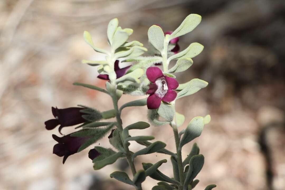 Eremophila muelleriana — search result for 'Eremophila'