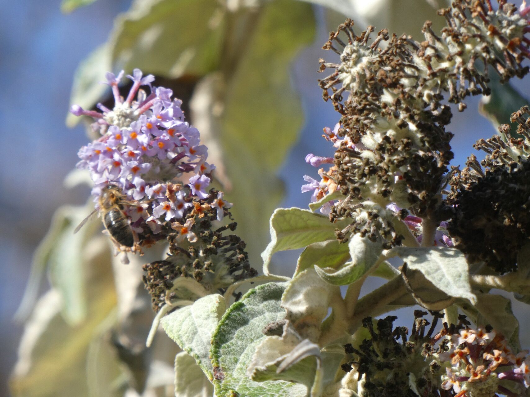 Buddleja fallowiana — search result for 'Buddleja'