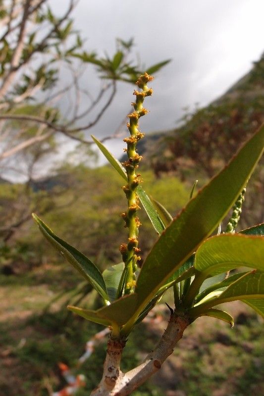 Stillingia lineata flower