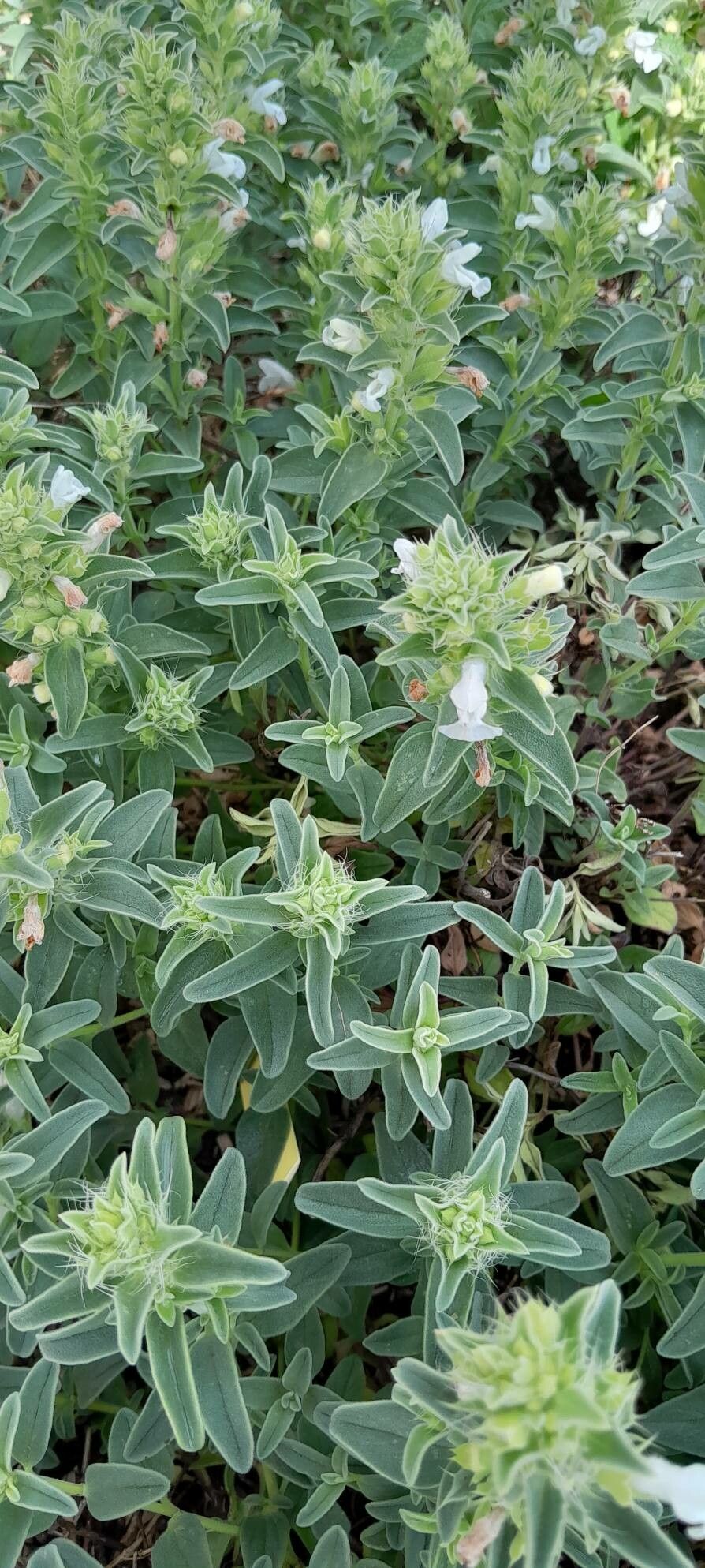 Dracocephalum renati habit