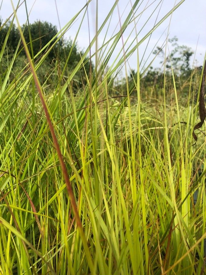Pennisetum alopecuroides