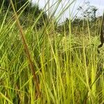 Pennisetum alopecuroides