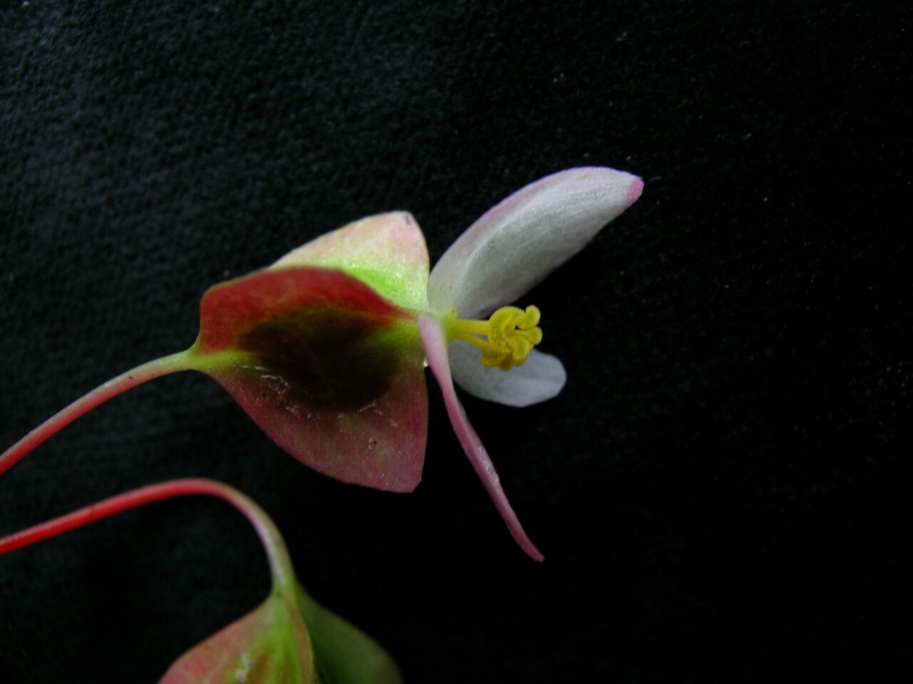 Begonia dioica flower