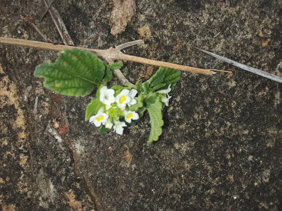 Lippia javanica flower