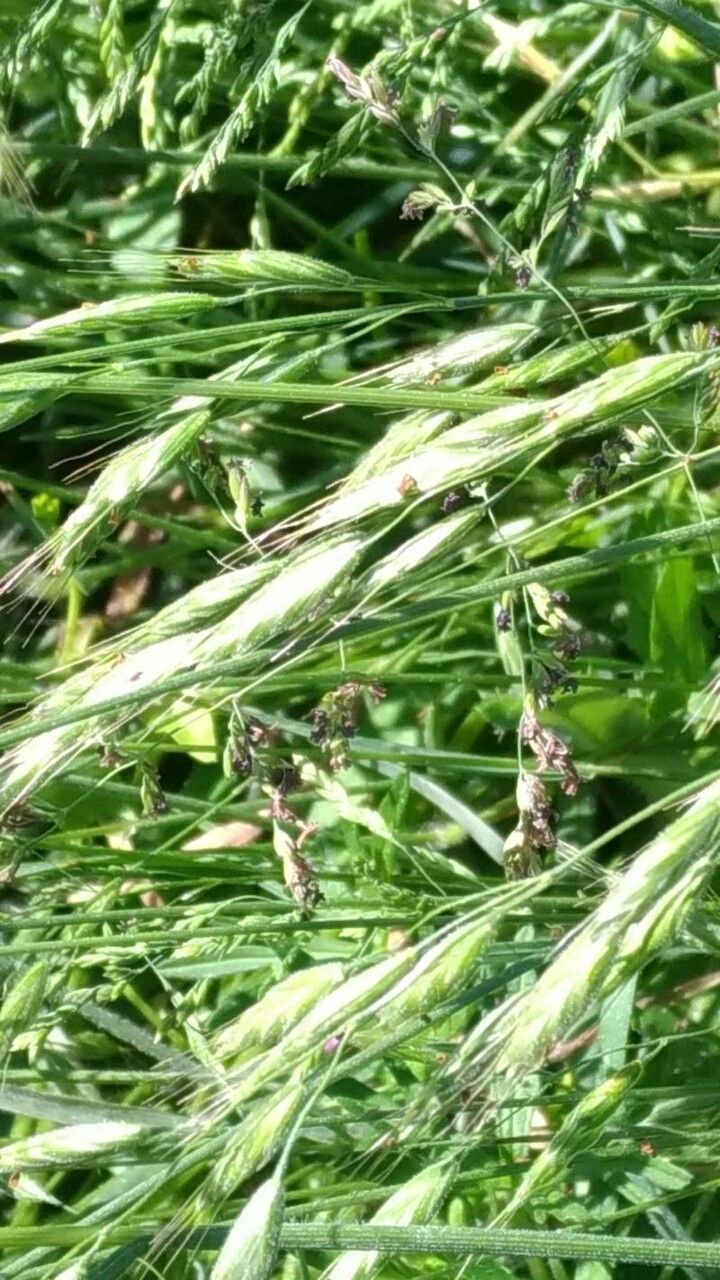 Schedonorus giganteus fruit