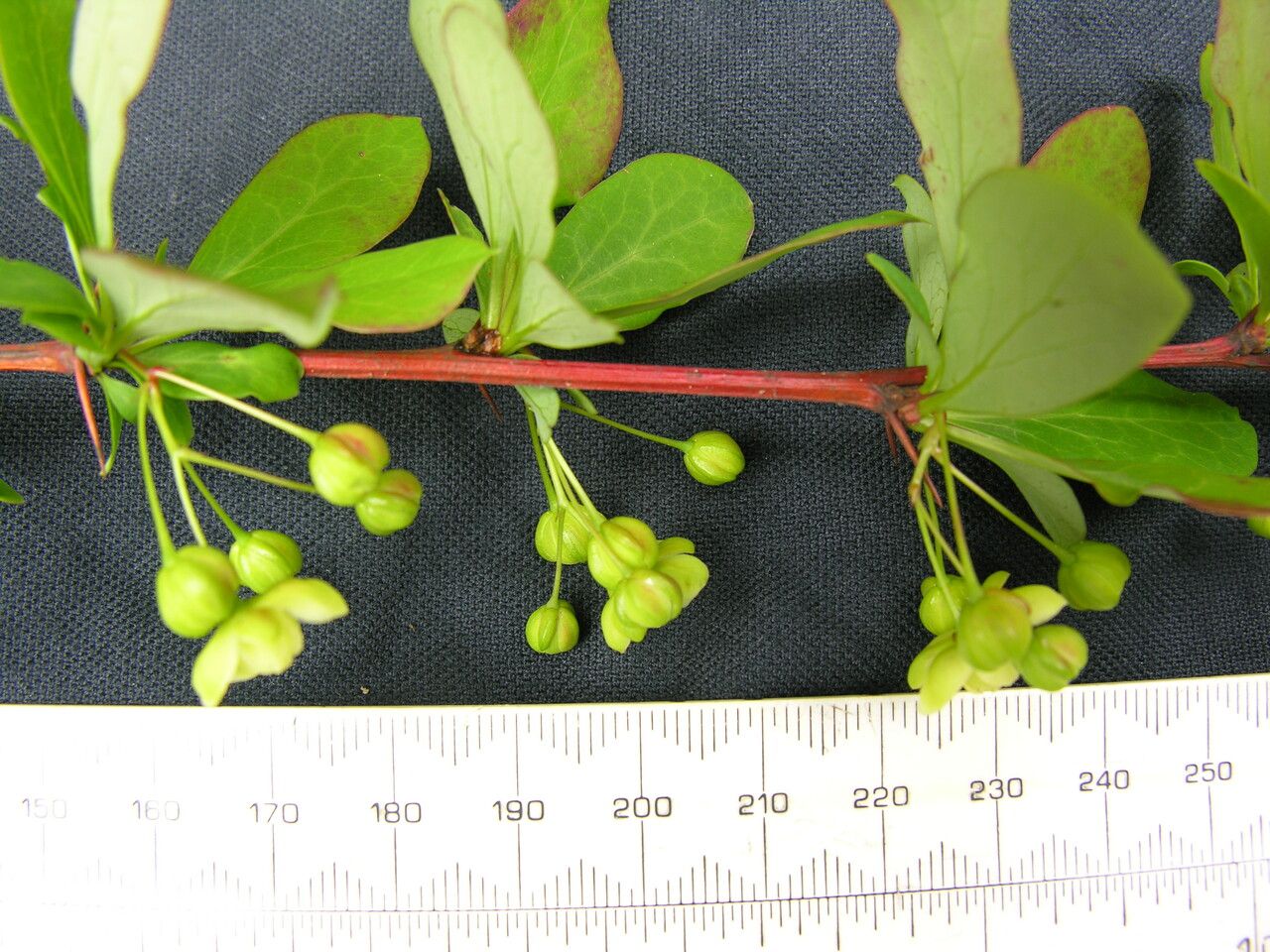 Berberis hamiltoniana other