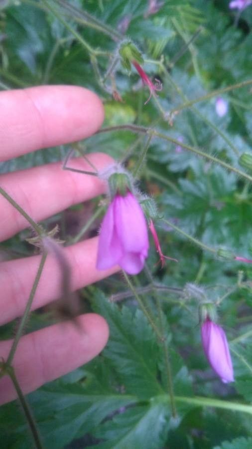 Geranium palmatum flower
