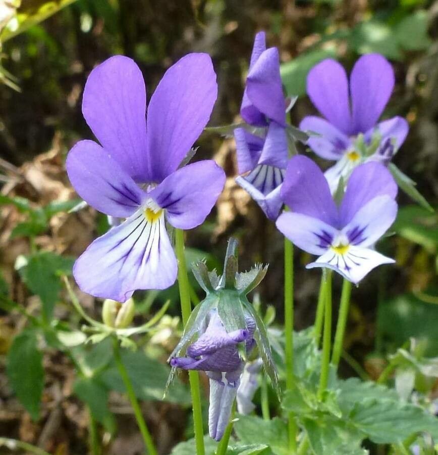 Viola orphanidis flower