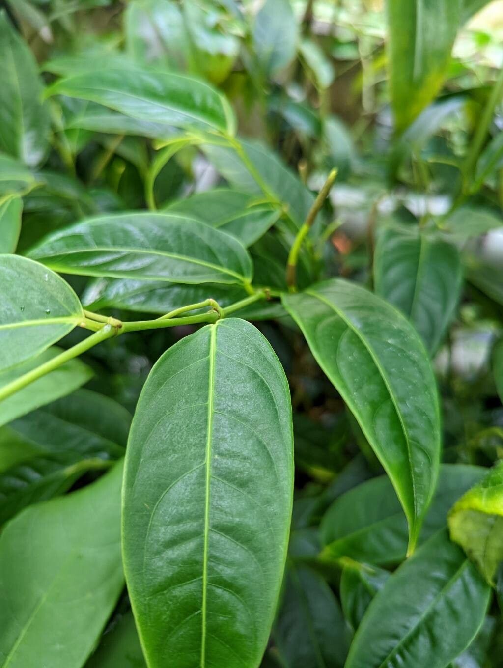 Piper perlasense leaf