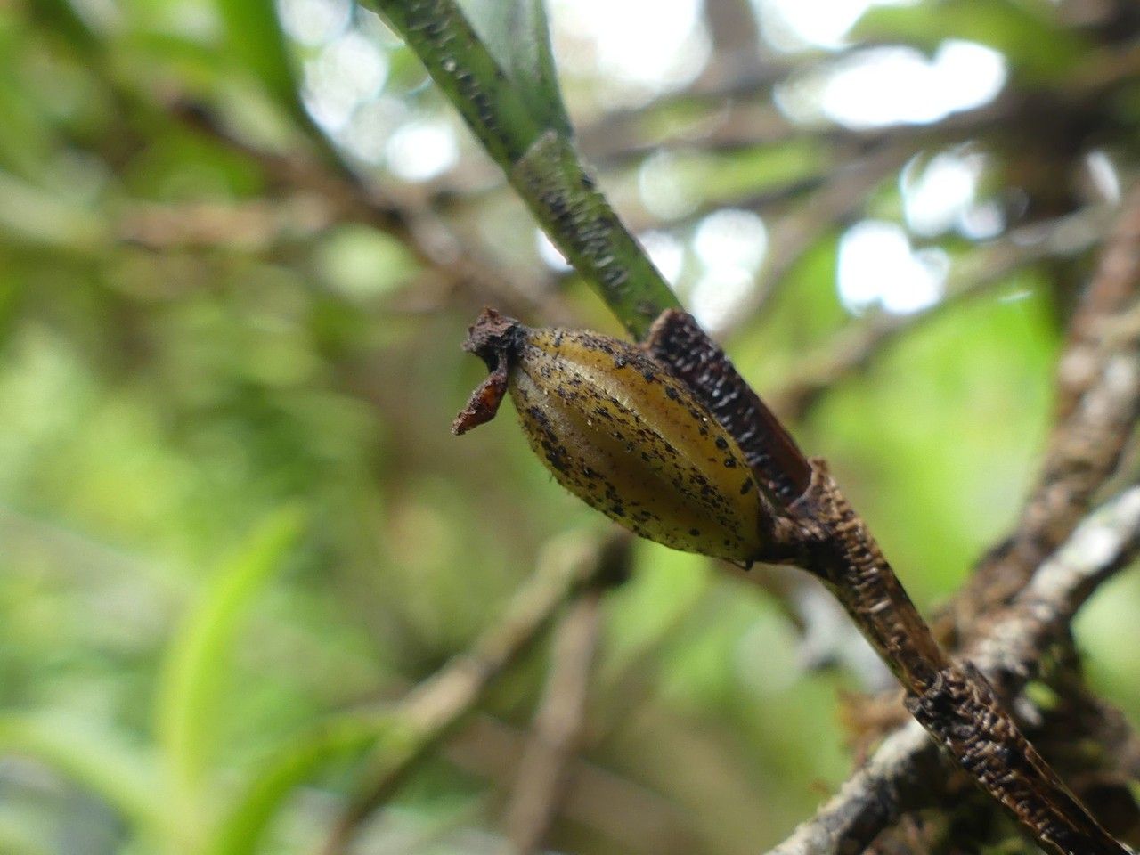 Angraecum pectinatum fruit