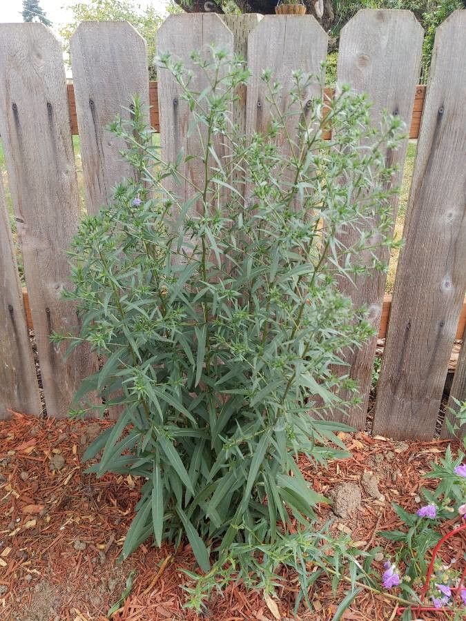 Symphyotrichum subspicatum habit