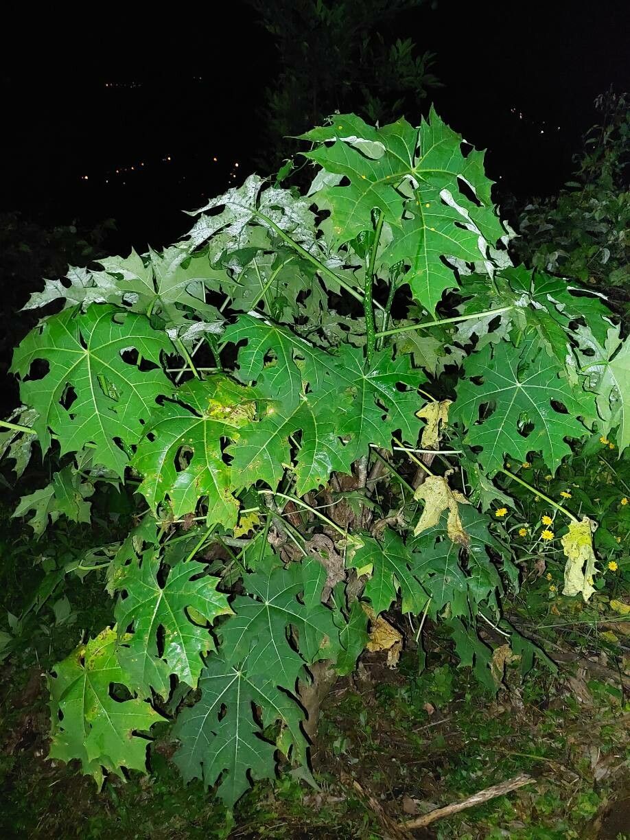 Cnidoscolus aconitifolius — search result for 'Euphorbiaceae'