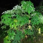 Cnidoscolus aconitifolius