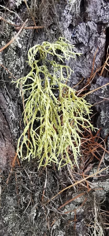 Huperzia filiformis leaf