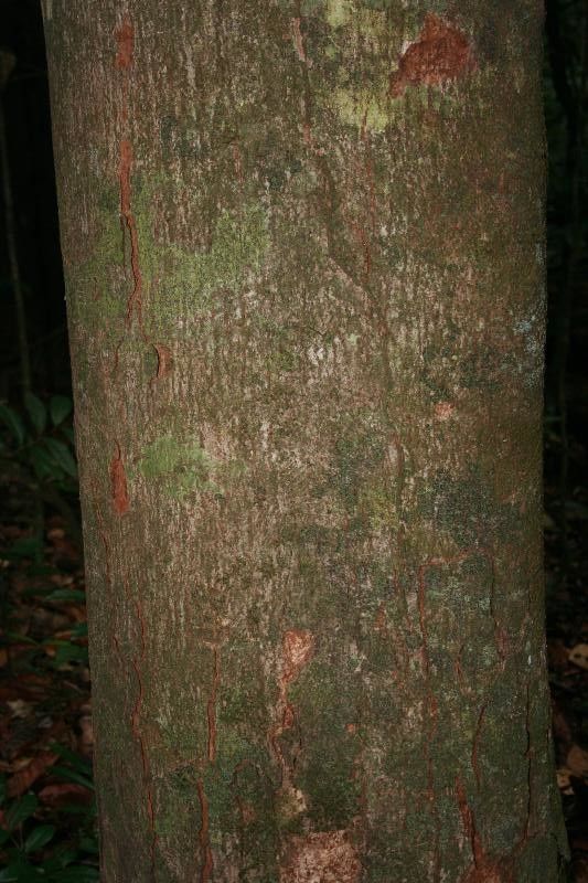 Carapa surinamensis — houseplant care guide